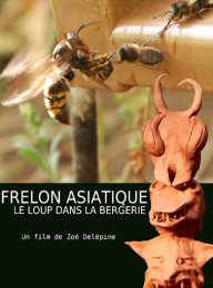 image Frelon asiatique, le loup dans la bergerie